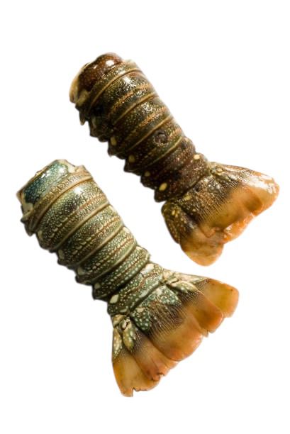 Lobster - Only in season - c