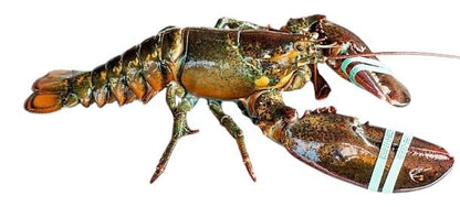 Lobster - Only in season - c