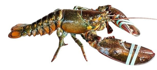 Lobster - Only in season - c