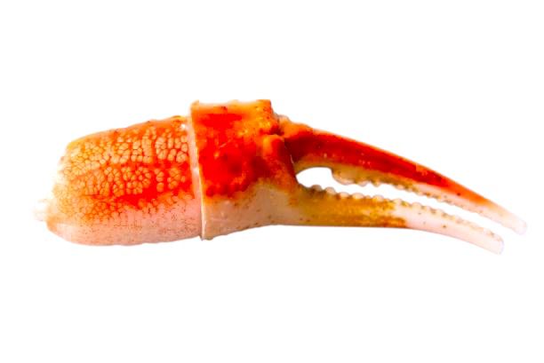 Snow Crab - Only in Season