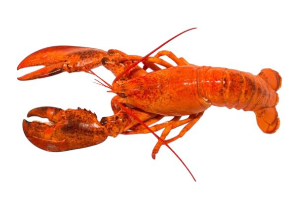 Maine Lobster USA - Only in season - c
