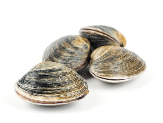 Clams - c