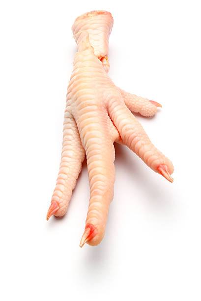 Chicken Offals Fresh/Frozen -c