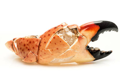 Florida Stone Crab Claws - Only in Season - c