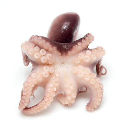 Octopus and Baby Octopus - c